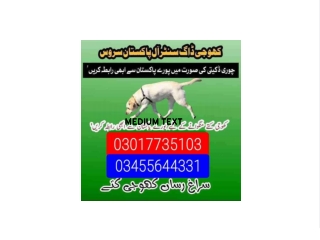 Army dog center 03017735103 (khoji dog)