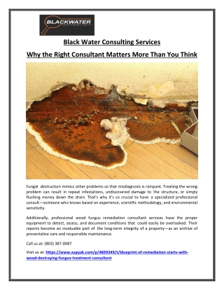 Reliable Wood Fungus Treatment Consultant Services NC