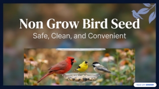 Non Grow Bird Seed Safe, Clean, and Convenient