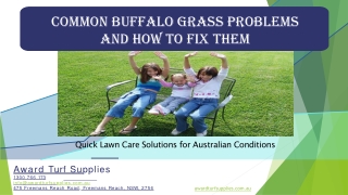 Common Buffalo Grass Problems and How to Fix Them