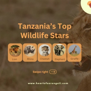Tanzania's Top Wildlife Stars