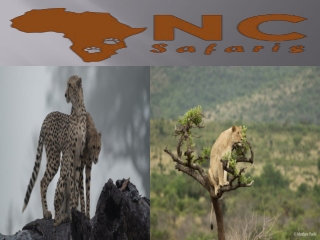 7 day lemosho route Kilimanjaro climbing