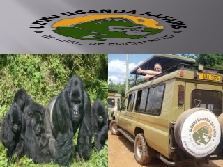 4 days fly in safari to gorillas in uganda