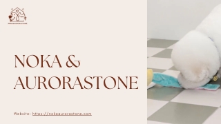 Durable Dog Bowls For Large Breeds - Nokaaurorastone.com