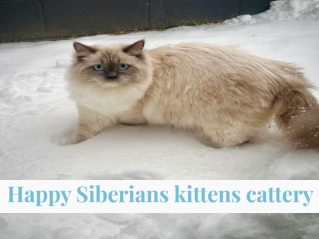 Smart Potty-Trained Kittens in DC || Ragdoll Breeders in Vienna DMV