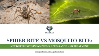 Spider Bite vs Mosquito Bite: How to Spot the Difference