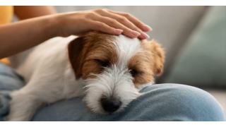 Dogs, Divinity & Daily Joy How Our Pets Keep Us Spiritually Grounded