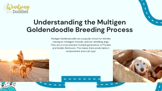 Understanding the Multigen Goldendoodle Breeding Process