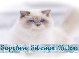 White Kittens with Blue Eyes || Ragdoll Breeders DMV