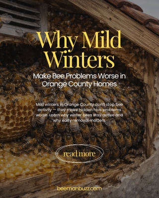 Why Mild Winters Make Bee Problems Worse in Orange County Homes