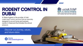 Professional Rodent Control Dubai: Long-Term Protection for Homes and Businesses