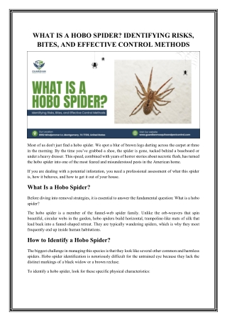 Hobo Spider Guide: How to Identify Them, Bite Concerns, and Prevention Tips