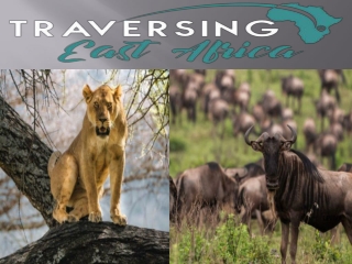 7 Days across the Wild Safari