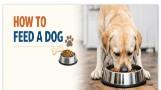 How_to_Feed_a_Dog_Separated_Images_PPT