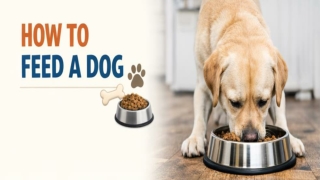How_to_Feed_a_Dog_Separated_Images_PPT