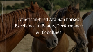 American-bred Arabian horses