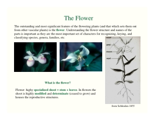 Flowers