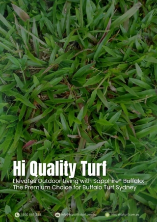Hi Quality Turf Elevates Outdoor Living with Sapphire® Buffalo The Premium Choice for Buffalo Turf Sydney