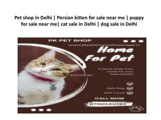 Trusted Pet Shop in Delhi for Dog & Cat Sale