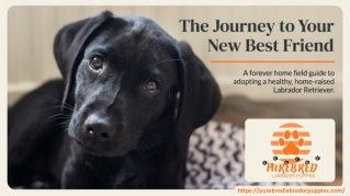 A Complete Guide to Adopting and Caring for Your Labrador Puppy
