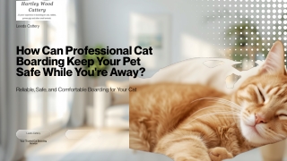 Safe Cat Boarding Peace of Mind